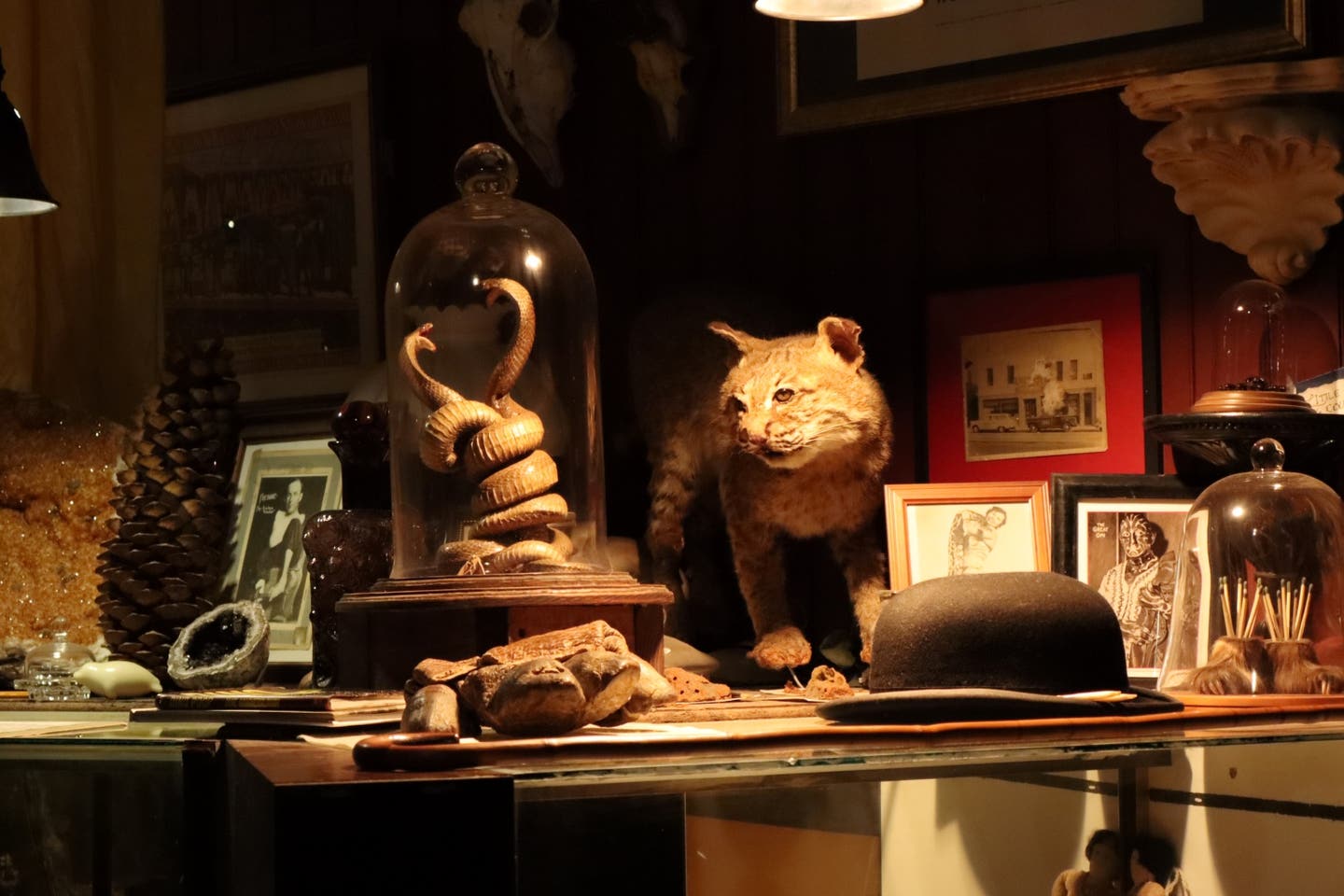 A two-headed snake is the centerpiece in one of the many displays at Pexcho's American Dime Museum.