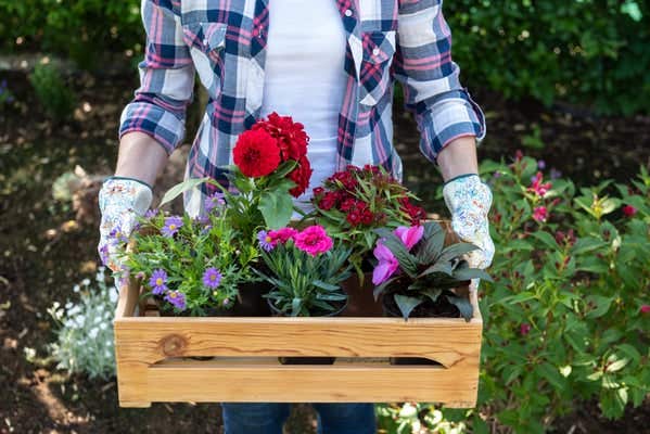 Double B Plant Farm - Young female gardener holding wooden crate full of flowers ready to be planted in a garden. Gardening hobby concept.