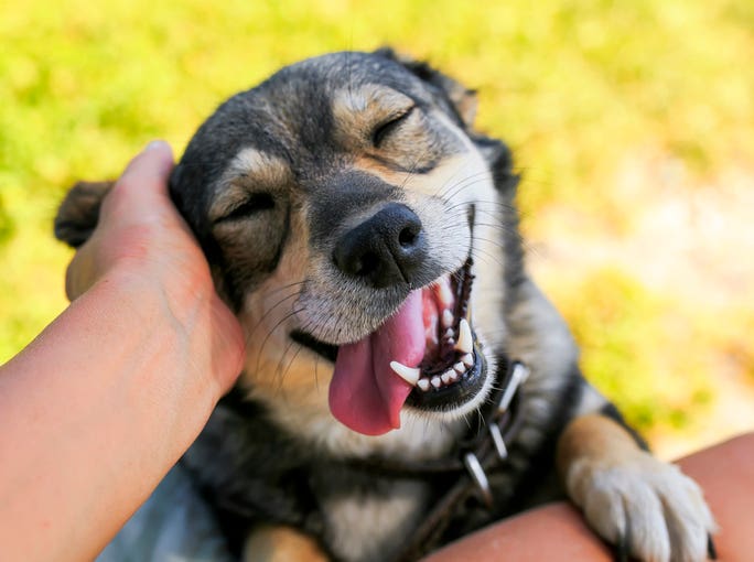 New System at Aiken Animal Shelter Aims to Personalize Adoption Process