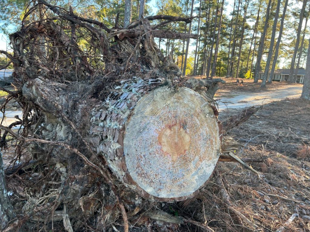 This stump is not special - one of two many sitting roadside in the Greater Augusta area. But imagine it cast in bronze and publicaly placed. Trans formative art for a transformed community.