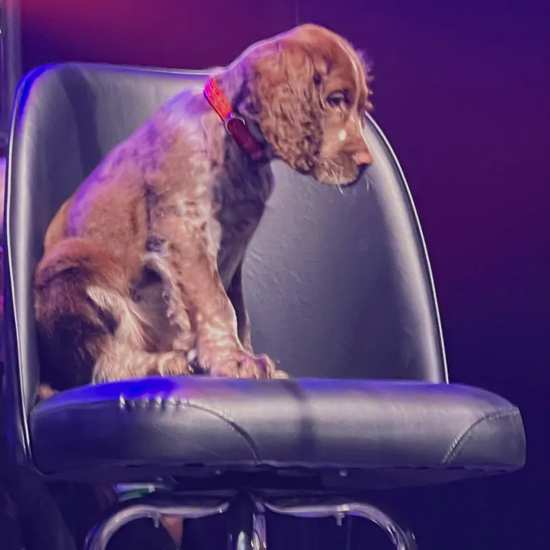 Everybody needs stage time. Zach Top's puppy Otis warms his owner's stool prior to the 2024 Guitar Pull Concert.